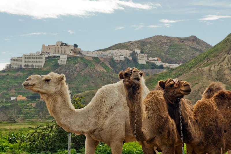 Camelus - Experiencias - Almería