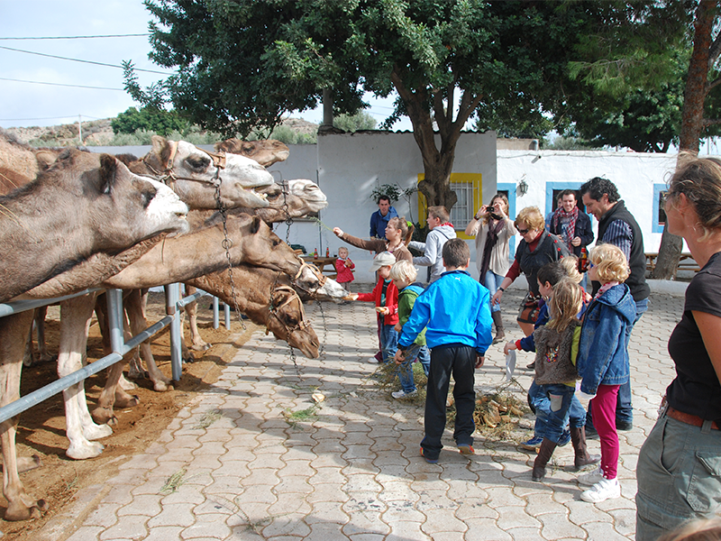 Camelus - Experiencias - Almería