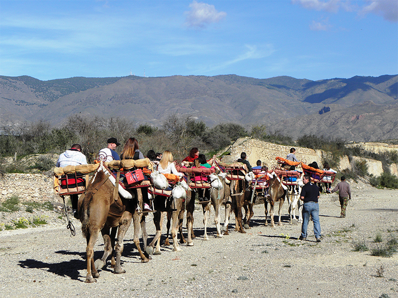 Camelus 4 - Turismo Almería