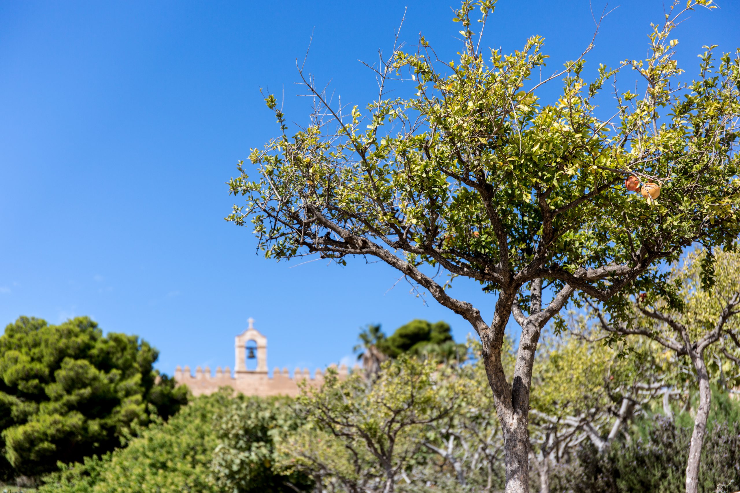 Árbol de la Alcazaba de Almería
